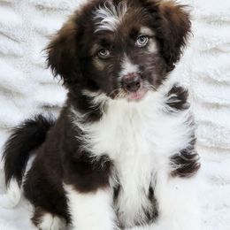 Lady Bug - Brown and white female Aussiedoodle puppy in Ennis, Texas from God’s Little Aussies