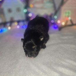 Autumn - Black and tan female Pomeranian puppy in Buckeye, Arizona from BL Poms Heaven