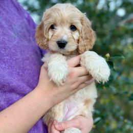 Shelby - Golden female Cockapoo puppy in Tallahassee, Florida from Panhandle Pups