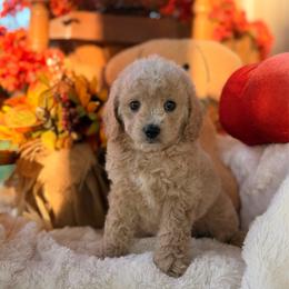 Toffee - Cream female Goldendoodle puppy in Somerset, Kentucky from Hilltop Doodles KY LLC