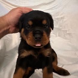 Blue boy - Black and mahogany male Rottweiler puppy in Chillicothe, Missouri from Bella Bowe Champion Import Rottweilers