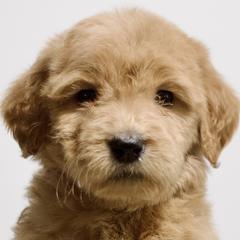 Elmyra - Red  Goldendoodle puppy in Houston, Texas from Texas Castle Doodles