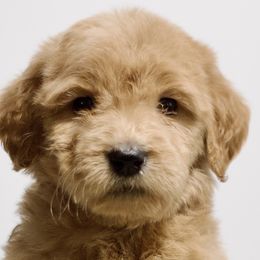Elmyra - Red  Goldendoodle puppy in Houston, Texas from Texas Castle Doodles