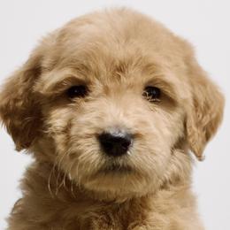 Elmyra - Red  Goldendoodle puppy in Houston, Texas from Texas Castle Doodles
