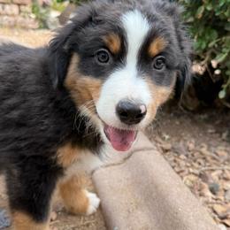 Slate - Black tri male Miniature American Shepherd puppy in Phoenix, Arizona from Outlaw Minis