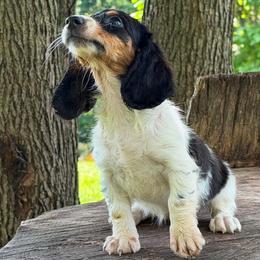 Rumor - Piebald female Dachshund puppy in Industry, Illinois from KDKs Kennels