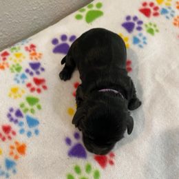 Max - Black male Cockapoo puppy in Brookings, South Dakota from Hofer Pups