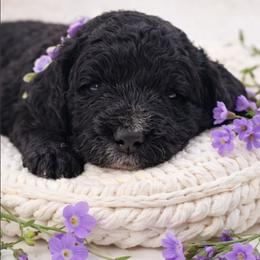 Purple - Black female Goldendoodle puppy in Byron, Georgia from Southern Olive Doodles 🫒