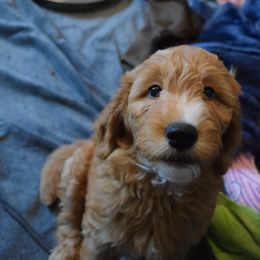 Goldendoodle Puppies from BB Doodles