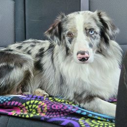 Daisy - Australian Shepherd