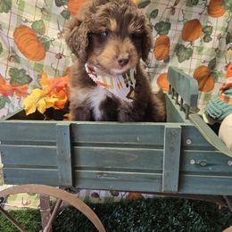 Brown - Brown male Bernedoodle puppy in Boaz, Alabama from LaDonna's Doodles