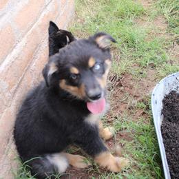 Griffon - Black male Australian Shepherd puppy in Sonoita, Arizona from Gardner Canyon Kennels