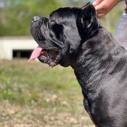 Argos - Cane Corso