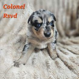 Colonel Miles - Blue merle male Miniature Australian Shepherd puppy in Orrtanna, Pennsylvania from Mountain Top Shepherd's