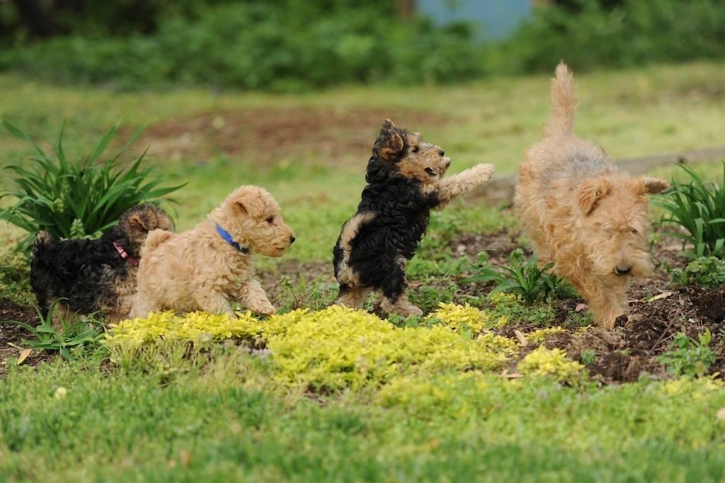 Clifftops Lakeland Terriers in Tennessee Lakeland Terrier puppies