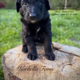 Doc Holliday (Mini Size) - Black male Bordoodle puppy in Mulino, Oregon from Korbella Farm
