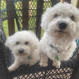 Bichon Frise, Cavachon, and Cavalier King Charles Spaniel All Grown Up from Sarah's Cavachons & King Charles Cavalier Spaniels