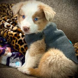 Maci - Blue merle female Miniature Australian Shepherd puppy in North Lakeport, California from Wild Rose Ranch