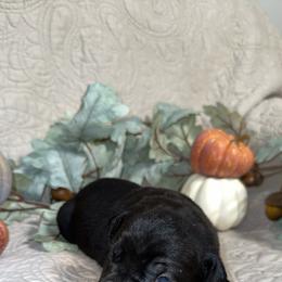 Blue Collar Male - Black male Cane Corso puppy in Princeton, Indiana from C&M Cane Corso