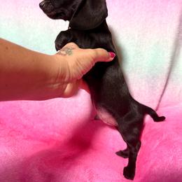 Prince - Black male Dachshund puppy in Magnolia, Texas from Hillyard Ranch