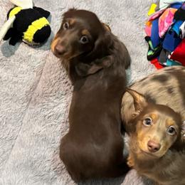 Hershey - Chocolate and tan male Dachshund puppy in Humble, Texas from Foley Dachshunds