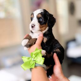Elmo - Tri-color male Bernedoodle puppy in Ontario, California from Teddy Doodles & Standard Poodles