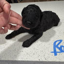 Boy 1 - Phantom male Goldendoodle puppy in Florida from Doodles & Danes