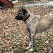 Kangals from Berecz Hollow Farm LLC