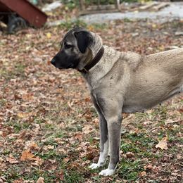 Kangals from Berecz Hollow Farm LLC