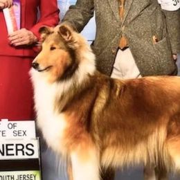 Fancy - Collie