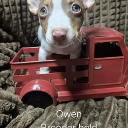 Owen - White and chocolate male Teddy Roosevelt Terrier puppy in Murray, Kentucky from Froschwald German Shepherds and Xanadu Teddy Roosevelt Terriers