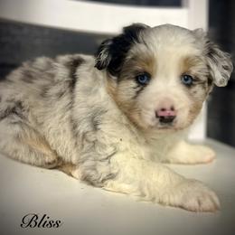Bliss - Blue merle female Miniature Australian Shepherd puppy in St.James, Missouri from Vineyard Ridge Mini Aussies