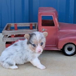 Chevy - Blue merle and white male American Corgi puppy in Lufkin, Texas from Texas Lil Cowdogs