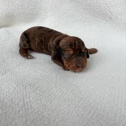 Male 1 - Shaded Red Dapple - Dapple male Dachshund puppy in Brandon, Mississippi from A & N Kennels