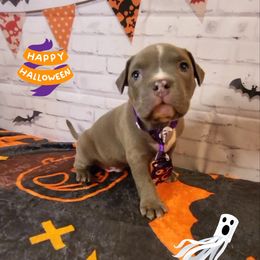 American Bully and Boston Terrier Puppies from Greenberg's Boston Terriers & Bullies of Metro Detroit