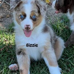 Bizzie - Red merle female Australian Shepherd puppy in Magee, Mississippi from Paint ByNumbers Ranch
