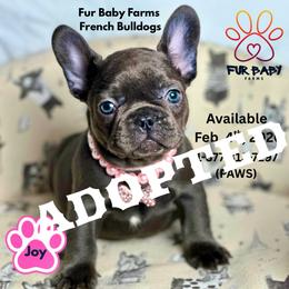 Joy - Tricolors female French Bulldog puppy in Michigan from Fur Baby Farms