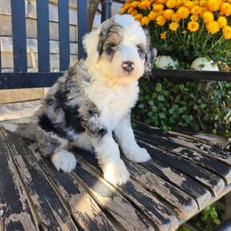 Scout - Blue merle male Bernedoodle puppy in Holtwood, Pennsylvania from Country Ridge Puppies