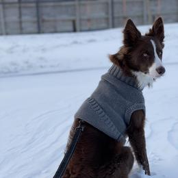 Border Collie Puppies from Ferguson Border Collies