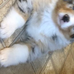Australian Shepherds from Crofton Australian Shepherds
