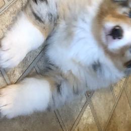 Australian Shepherds from Crofton Australian Shepherds