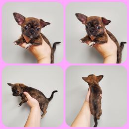 Chihuahua Puppies from Sasha’s Elite Kennel LLC