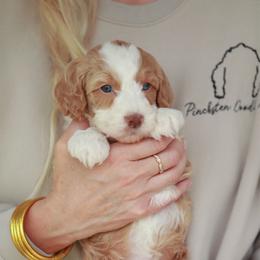 Cracker Jack - Red female Bernedoodle puppy in Jackson, Missouri from Pincksten Family Doodles