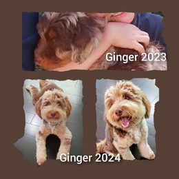 Aussiedoodle All Grown Up from Leafy Acre Mini Farm