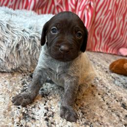 Girl 1 - Liver roan female German Shorthaired Pointer puppy in Troy, North Carolina from Uwharrie GSP