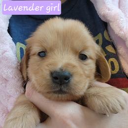 Lavender girl - Dark golden female Golden Retriever puppy in Post Falls, Idaho from River Heights Golden Retrievers