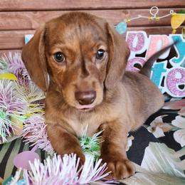 Rambo - Brindle male Dachshund puppy in Sarah, Mississippi from White's Mississippi Doxies