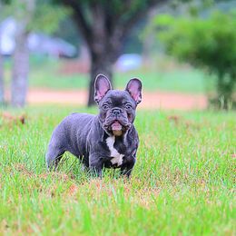 Boy 1 - French Bulldog puppy from Eastpoint Frenchies