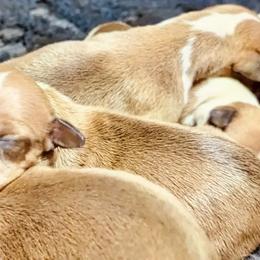 Italian Greyhound puppies from To-Sa’s Kennel