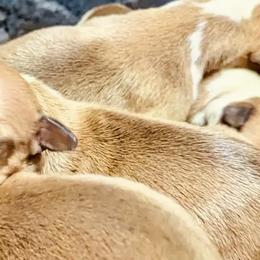 Italian Greyhound puppies from To-Sa’s Kennel